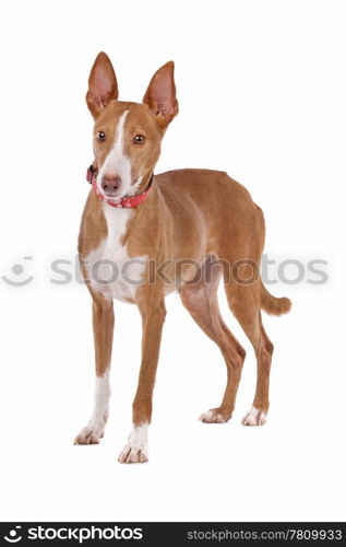 Podenco. Podenco in front of a white background