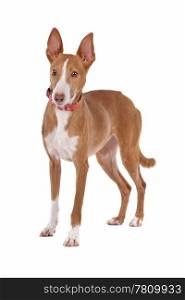 Podenco. Podenco in front of a white background