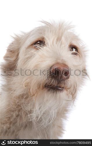 Podengo Portugues medio. Podengo Portugues medio or Portuguese Hound in front of a white background