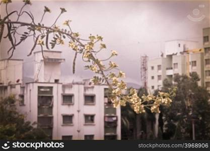 Pods &amp; flowers of Spectacular Cassia, Senna spectabilis, Cassia spectabilis