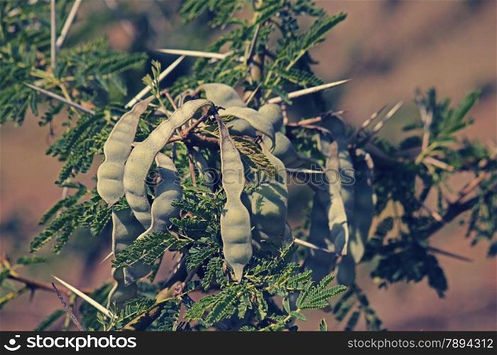 Pods of Vachellia nilotica, Acacia Nilotica, Babhul tree, India. Vachellia nilotica widely known as Acacia nilotica or the common names gum arabic tree, Egyptian thorn, Sant tree, Al-sant or prickly acacia, thorn mimosa.