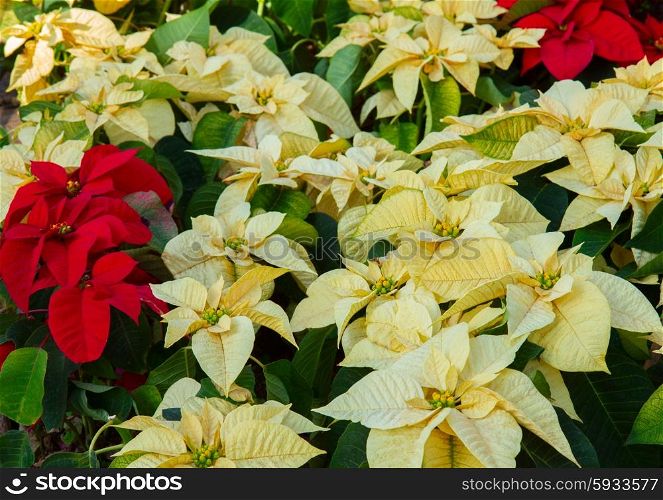 Poinsetia flowers flowerbed. Flowerbed of fresh red and white Poinsetia flowers