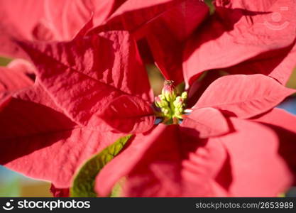 Poinsettia