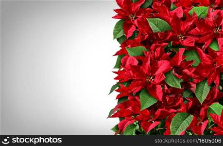 Poinsettia border design as red and green Christmas floral vertical element as floral plants from central america and Mexico representing a festive traditional winter holiday season background.