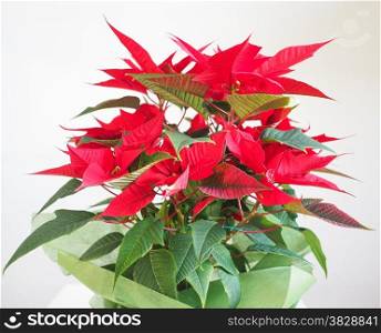 Poinsettia Christmas star. Red Christmas star Poinsettia Euphorbia pulcherrima flower