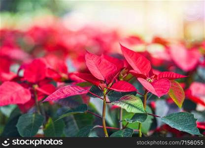 Poinsettia Christmas traditional flower decorations Merry Christmas / Red poinsettia in the garden celebration background