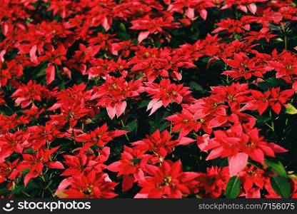 Poinsettia Christmas traditional flower decorations Merry Christmas / Red poinsettia in the garden celebration background