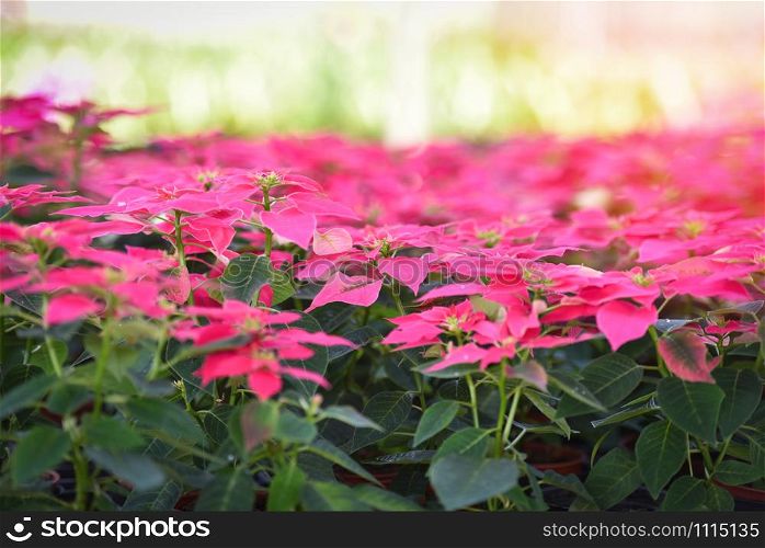 Poinsettia pink flowers blooming in the garden - leaves pink and green or Christmas star flowers plant rare (Euphorbia pulcherrima) at Loei Phu Rua