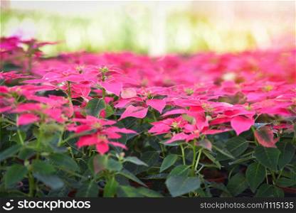 Poinsettia pink flowers blooming in the garden - leaves pink and green or Christmas star flowers plant rare (Euphorbia pulcherrima) at Loei Phu Rua