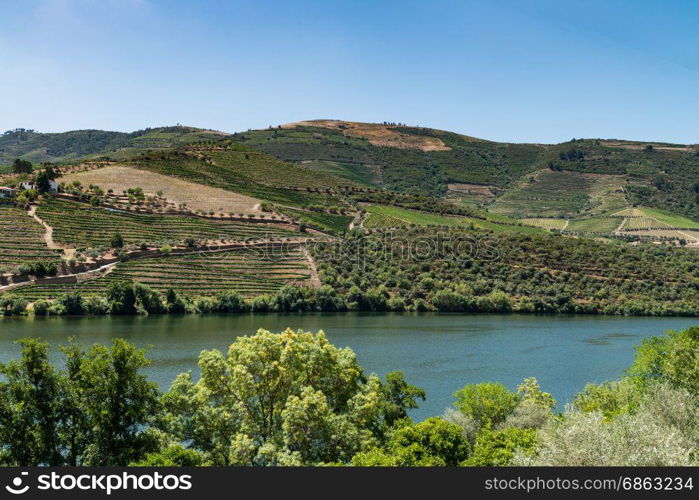 Point of view shot from historic train in Douro region, Portugal. Features a wide view of terraced vineyards in Douro Valley, Alto Douro Wine Region in northern Portugal, officially designated by UNESCO as World Heritage Site.