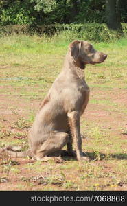 Pointing Weimaraner attention to a waiting Komando