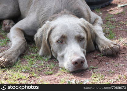 Pointing Weimaraner sleepy waiting on new Komando