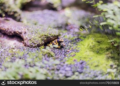 poison dart frog sitting on the floor of the rainforest