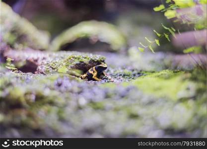 poison dart frog sitting on the floor of the rainforest