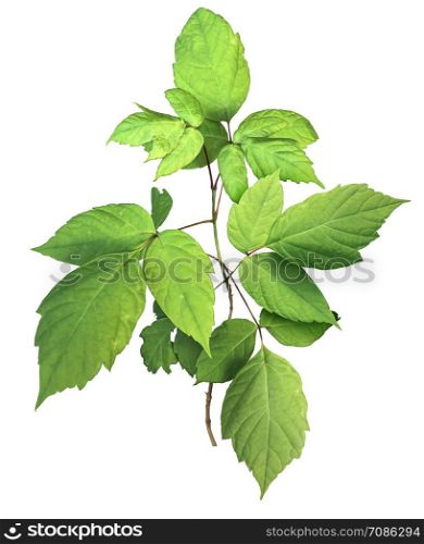 Poison Ivy plant isolated on a white background as a leaves of three toxic botanic weed.
