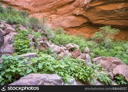 poison ivy (Toxicodendron radicans) growing in abundance at a bottom of sandstone canyon in the Moab area, Utah