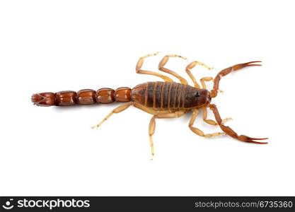 Poisonous African scorpion (Parabuthus spp.) on white