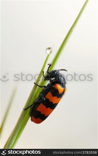 Poisonous blister beetle with bright black and red warning coloration on a blade of grass in the early morning