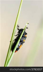 Poisonous blister beetle with bright black and red warning coloration on a blade of grass in the early morning