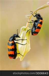 Poisonous blister beetles with bright black and red warning coloration