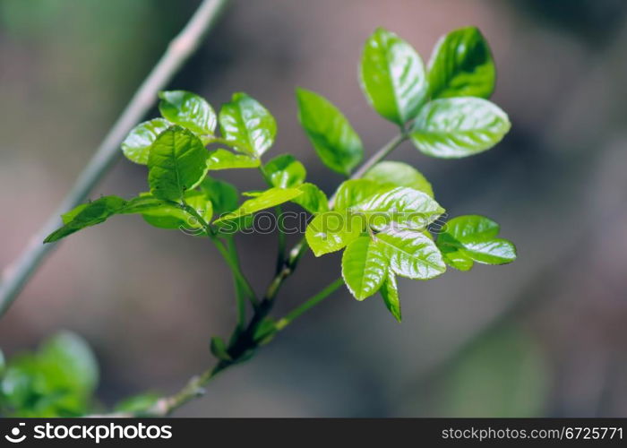 Poisonous green