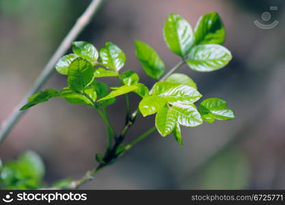 Poisonous green