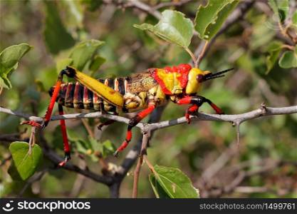 Poisonous milkweed locust (Phymateus spp.) on a plant, South Africa