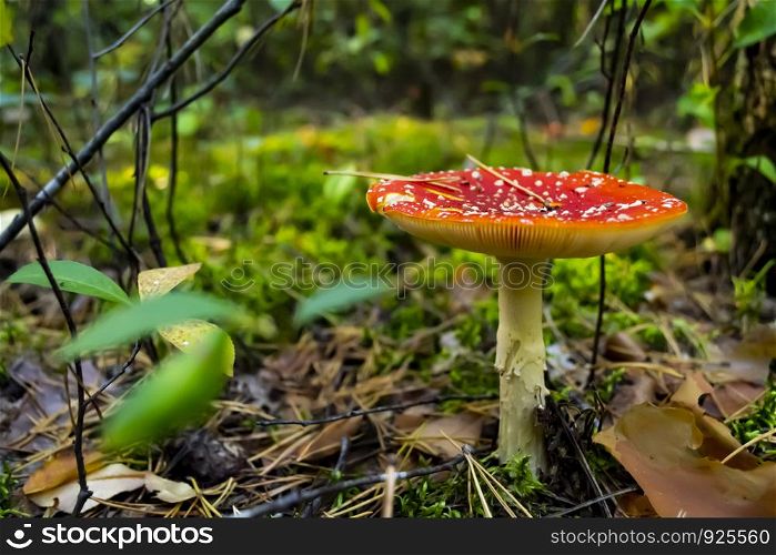 Poisonous mushrooms in the forest. Amanita muscaria. Fly agaric in wild forest