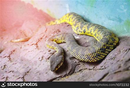 Poisonous snake of fierce Mangrove pit viper lying on the rock / Trimeresurus purpureomaculatus