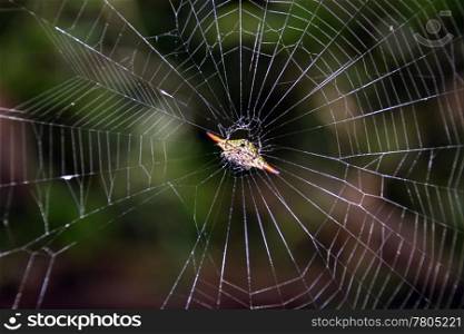Poisonous spider and net in the jungle of Cambodia