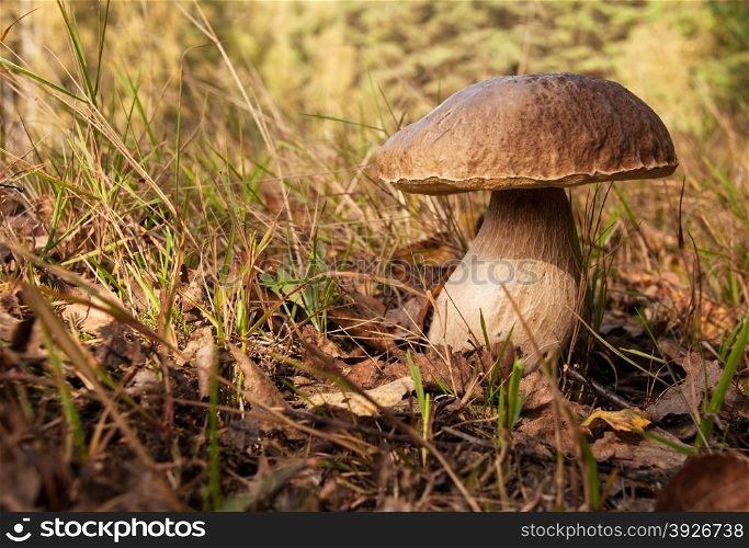 Poland.Bory Tucholskie national park in autumn,september.Mature boletus edulis on the thick root among grass in forest.