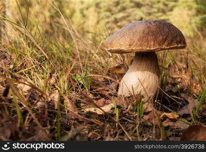 Poland.Bory Tucholskie national park in autumn,september.Mature boletus edulis on the thick root among grass in forest.