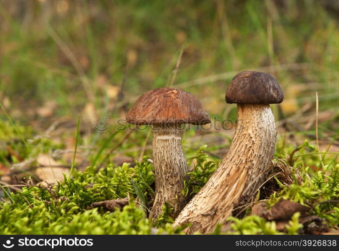 Poland.Bory Tucholskie National park in autumn,september.Two young Leccinum scabrum growing in the forest.Horizontal view.