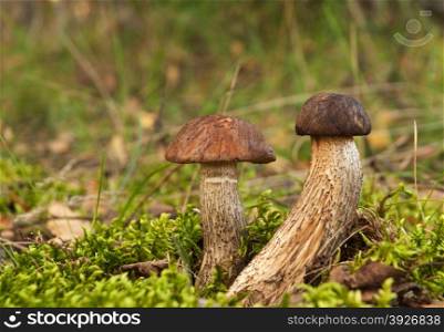 Poland.Bory Tucholskie National park in autumn,september.Two young Leccinum scabrum growing in the forest.Horizontal view.