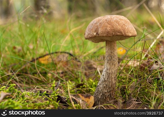 Poland.Bory Tucholskie National park in autumn,september.High Leccinum scabrum growing in the forest.Horizontal view.