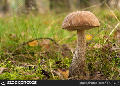 Poland.Bory Tucholskie National park in autumn,september.High Leccinum scabrum growing in the forest.Horizontal view.