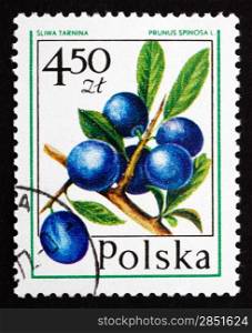 POLAND - CIRCA 1977: a stamp printed in the Poland shows Blueberry, Prunus Spinosa, Forest Fruit, circa 1977