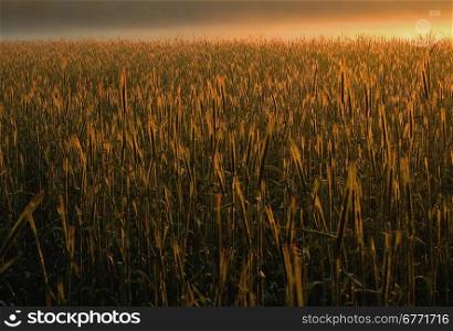 Poland.Field of cereal in the morning fog.Photo taken under the sun.Summer.