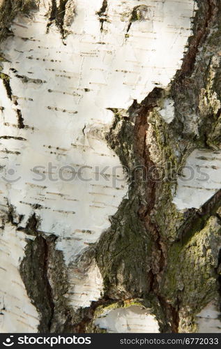 poland in autumn.Autumn.The trunk of a birch.Clearly visible large white bark and cracks on the trunk.Vertical view.