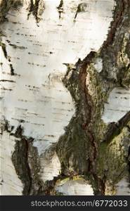 poland in autumn.Autumn.The trunk of a birch.Clearly visible large white bark and cracks on the trunk.Vertical view.