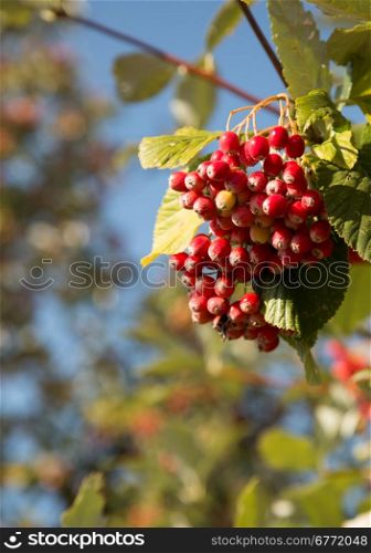 Poland in autumn.The berries of common rowan in autumnon against the sky.Vertical view.