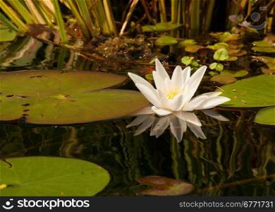 Poland in summer.Beautiful, white water lily growing in the river.Close , horizontal view.Visible, a clear reflection of the flower in the water.