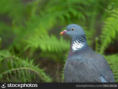 Poland in summer.Portrait of the Wood pigeon(Columba palumbus).He is sitting on the earth and in the background one can see ferns