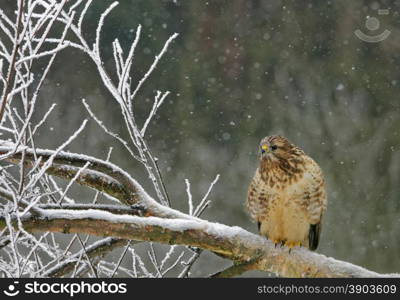 Poland in winter.Common buzzard on the felled tree and snowflakes falling down.