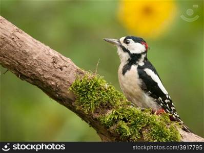 Poland,July.Adult male of the great spotted woodpecker sitting on the dead bough.In the background a yellow flower is visible.