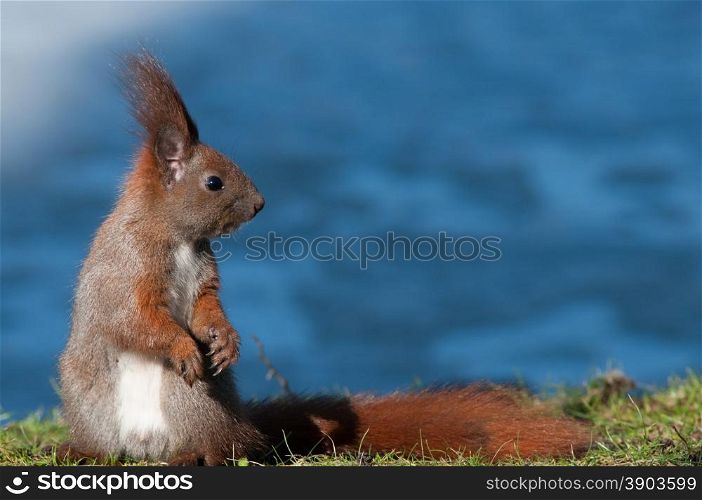 Poland.Lazienki Royal Park in Warsaw.Europan squirrel sittin on the shore of the pond and watching