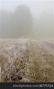 Poland.Meadows near Narew river in October.Frosty autumn, foggy morning in the meadow.Dense fog and frost on the grass.Vertical view.