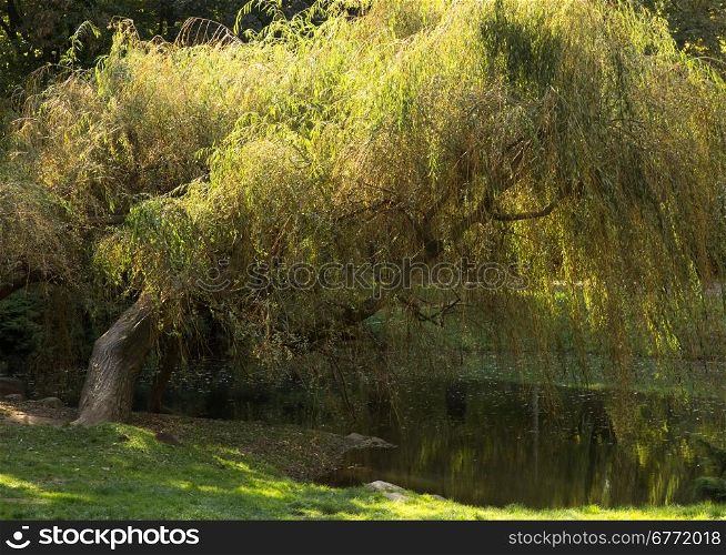 Poland.Park in Warsaw in autumn.Old, lonely weeping willow by the pond.Reflected in water.Horizontal view.
