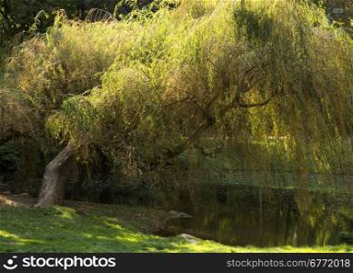 Poland.Park in Warsaw in autumn.Old, lonely weeping willow by the pond.Reflected in water.Horizontal view.