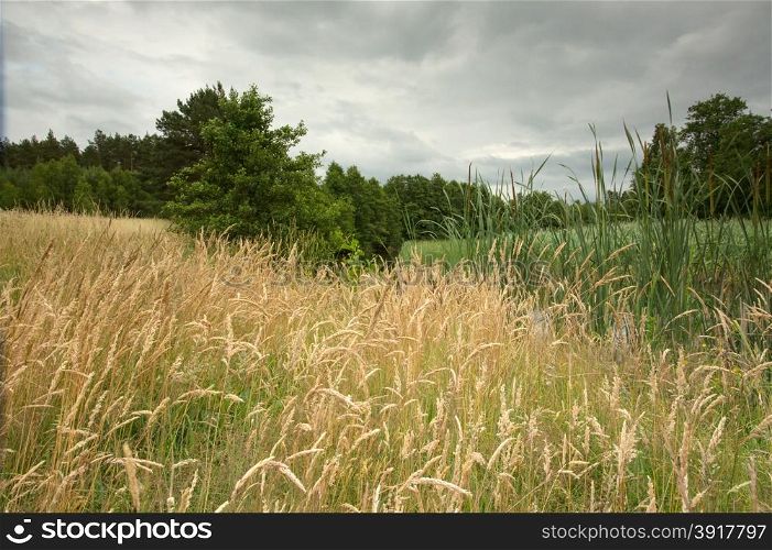 Poland.Pomerania.View of a wheat field and a piece of meadow in summer.Horizontal view.